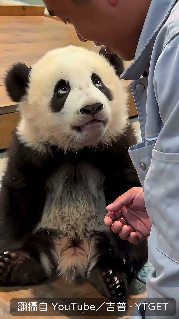 滾滾偷偷翻了個白眼