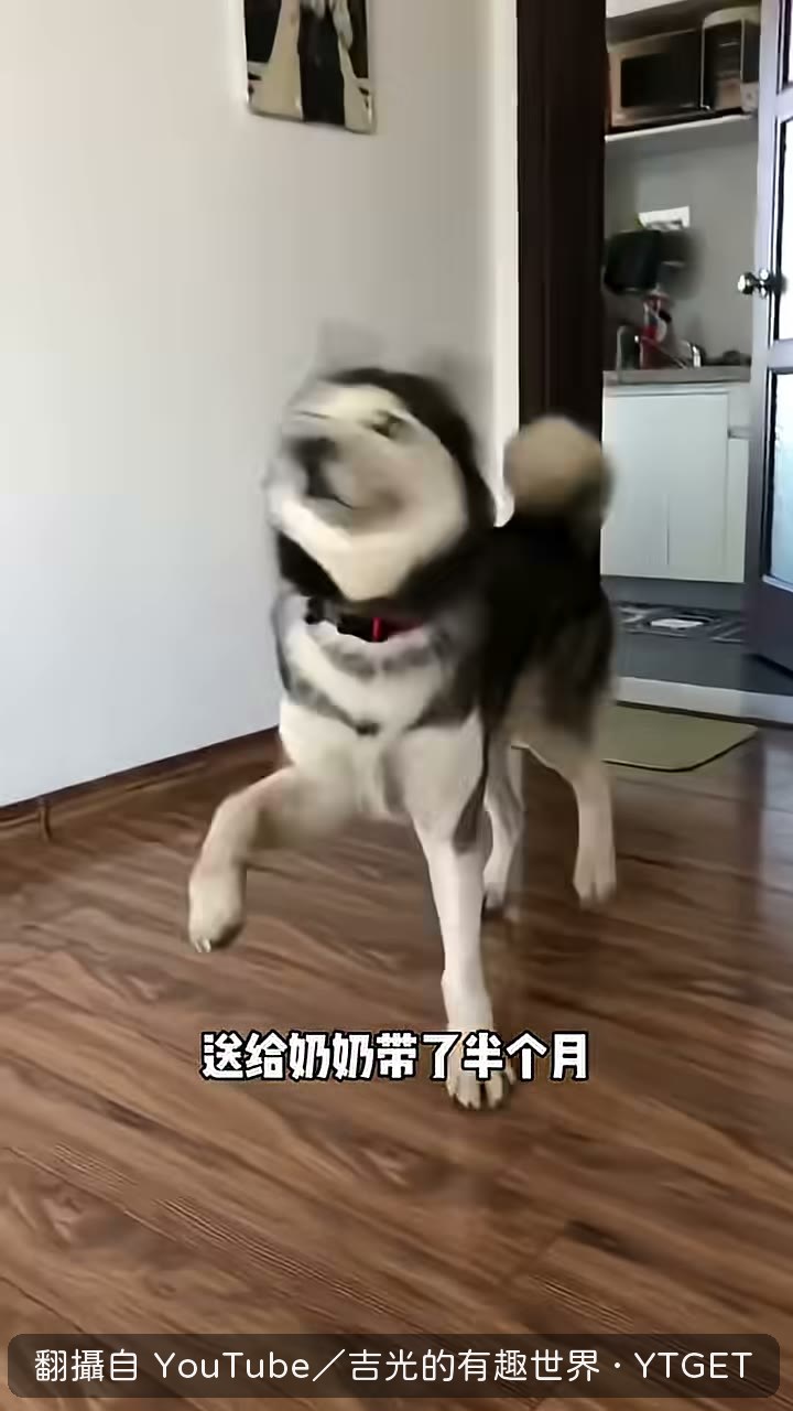 二哈被奶奶帶到眼神都變了
