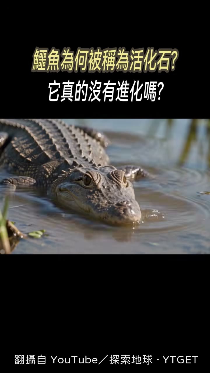 鱷魚靠不挑食不逞強活下來
