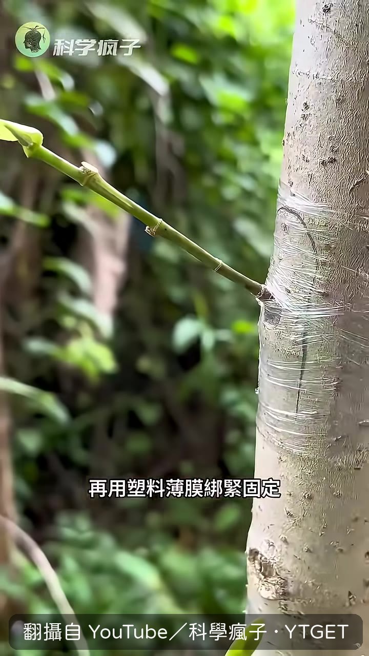 用子彈殼在樹皮上套出圓口