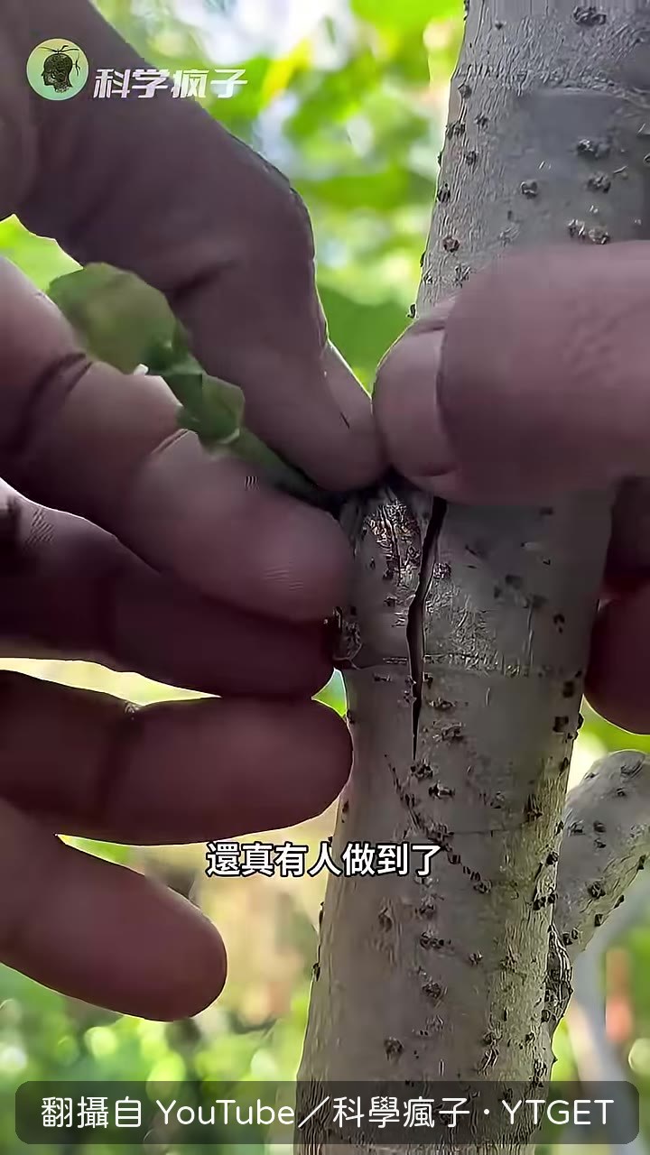 薩姆·範艾肯的40種核果嫁接樹