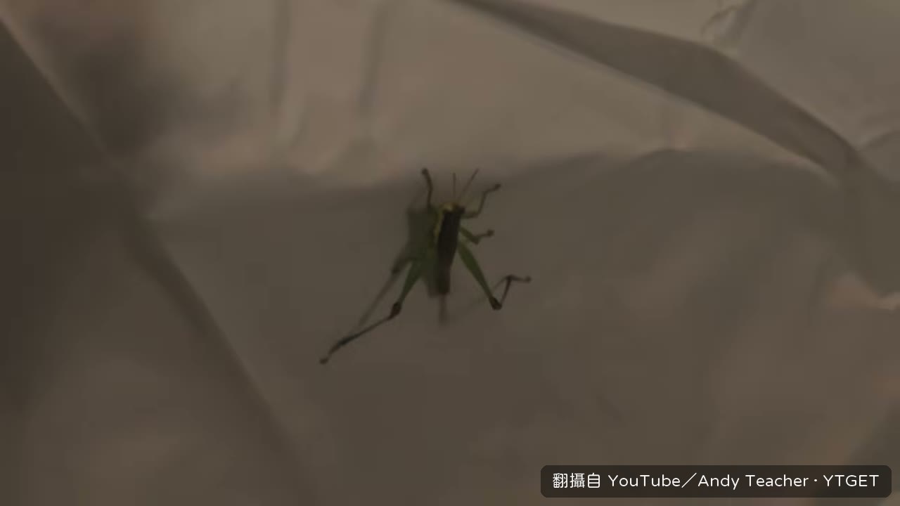 在帳篷暖光下煎牛小排