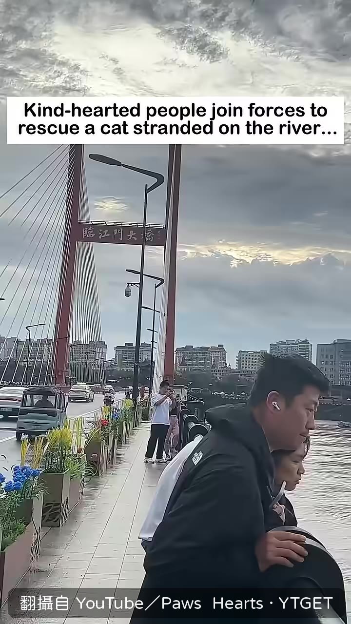 發現河邊有貓咪受困