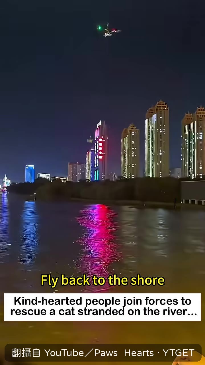 貓咪安全後配樂轉抒情