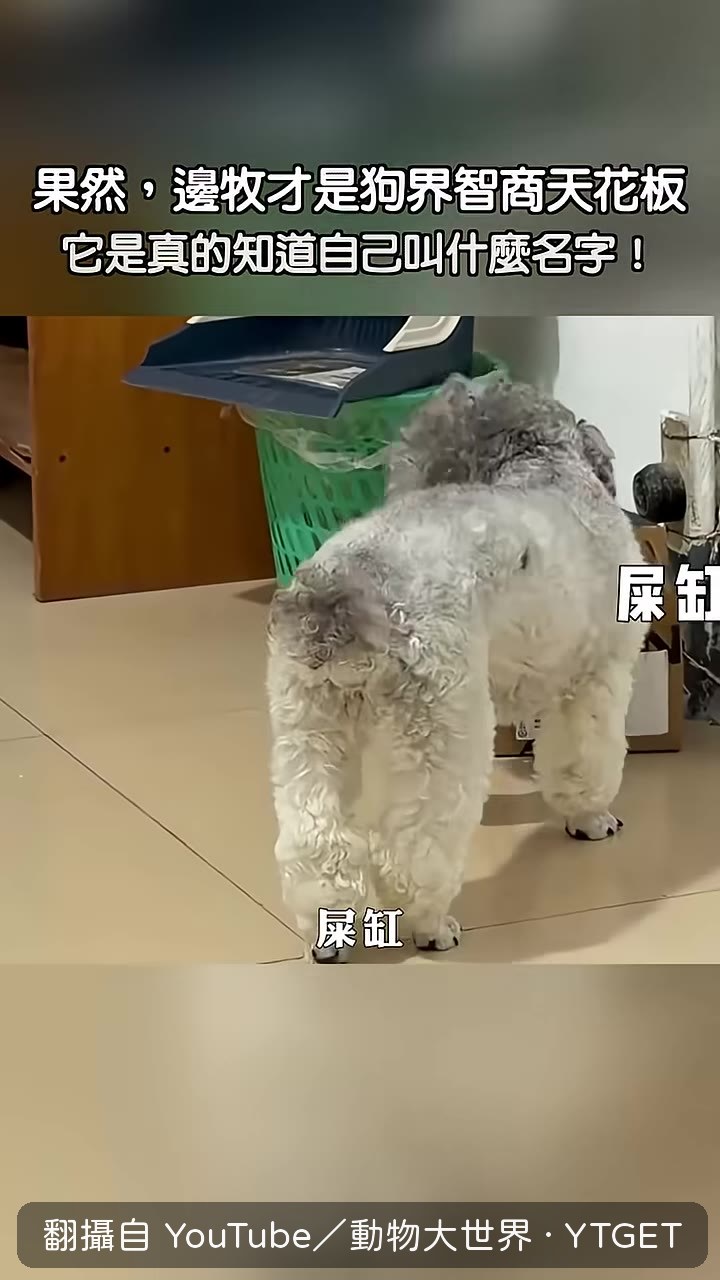 比熊康康對諧音名字全都有反應