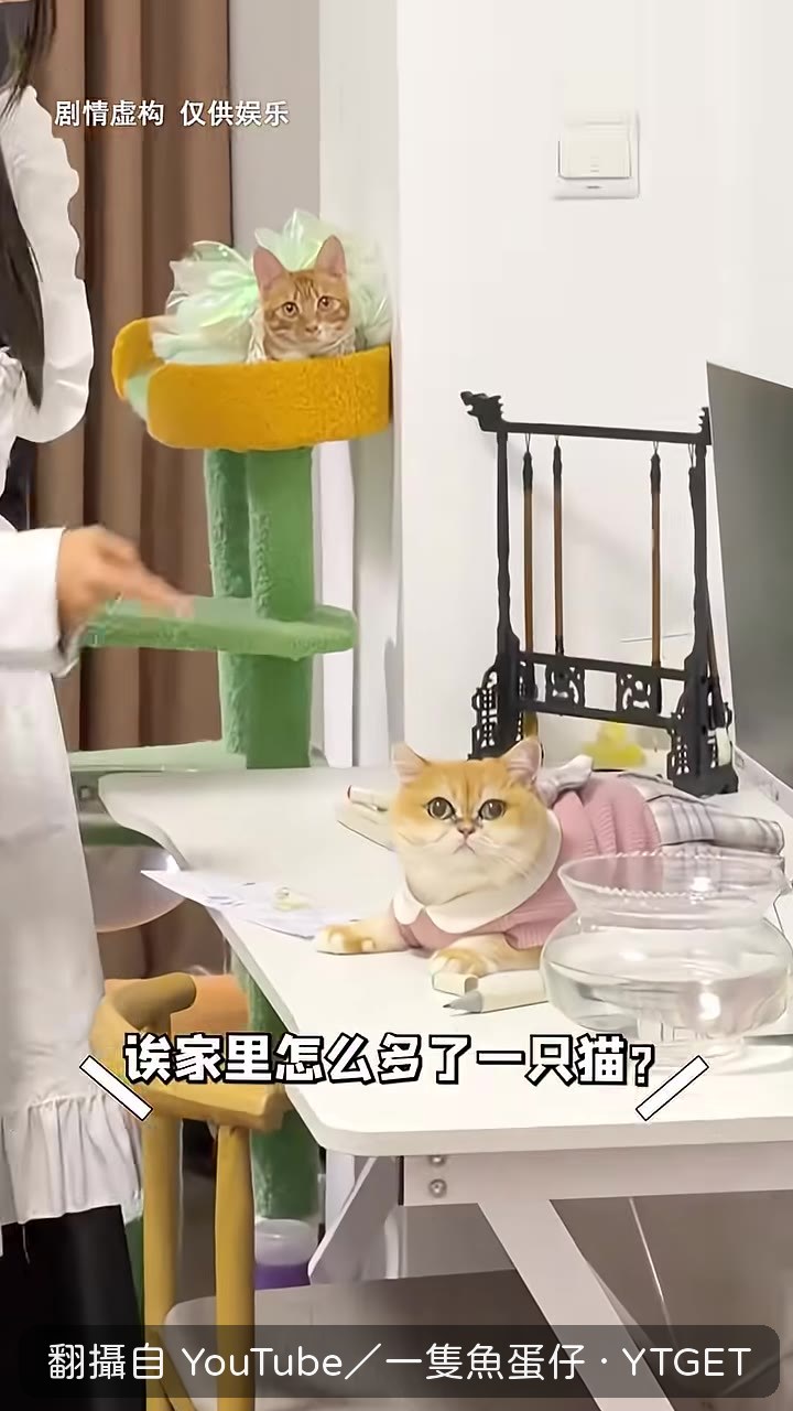 魚蛋撞見妹妹逼另一隻貓畫畫