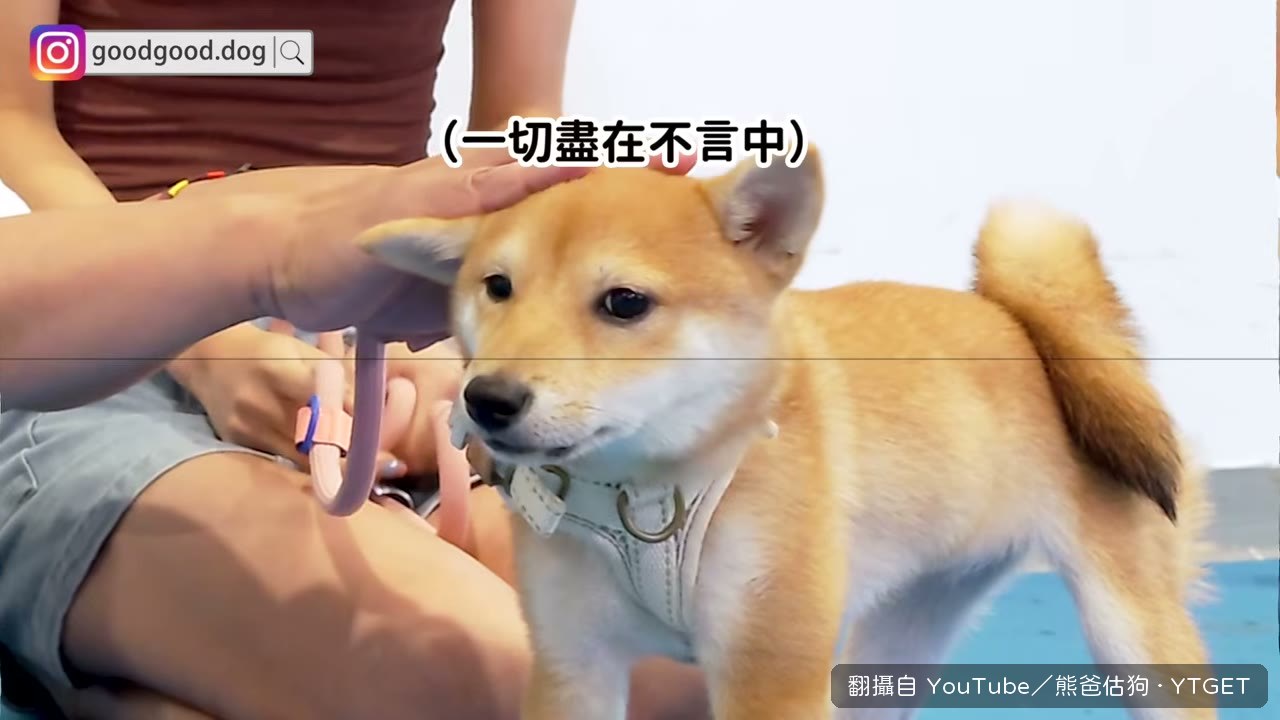 四個月大的豆柴出場，飼主說散步像打仗