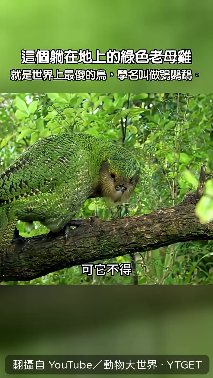 同伴摔死還笑著示範