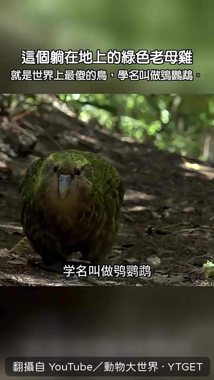 穿綠衣就被當同類求偶