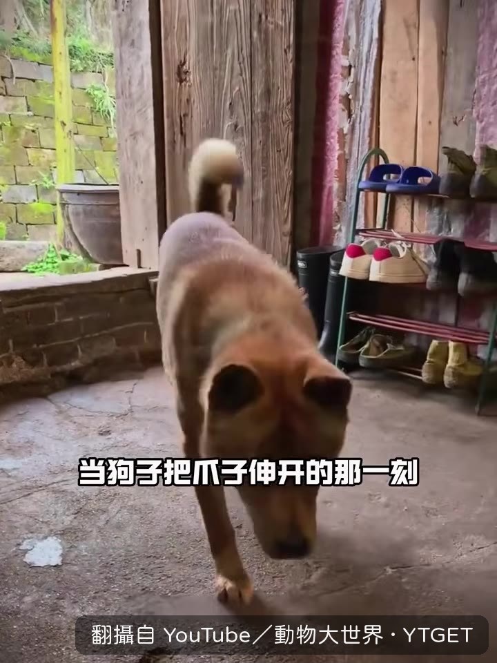 小哥愣住，狗爪裡夾著錢