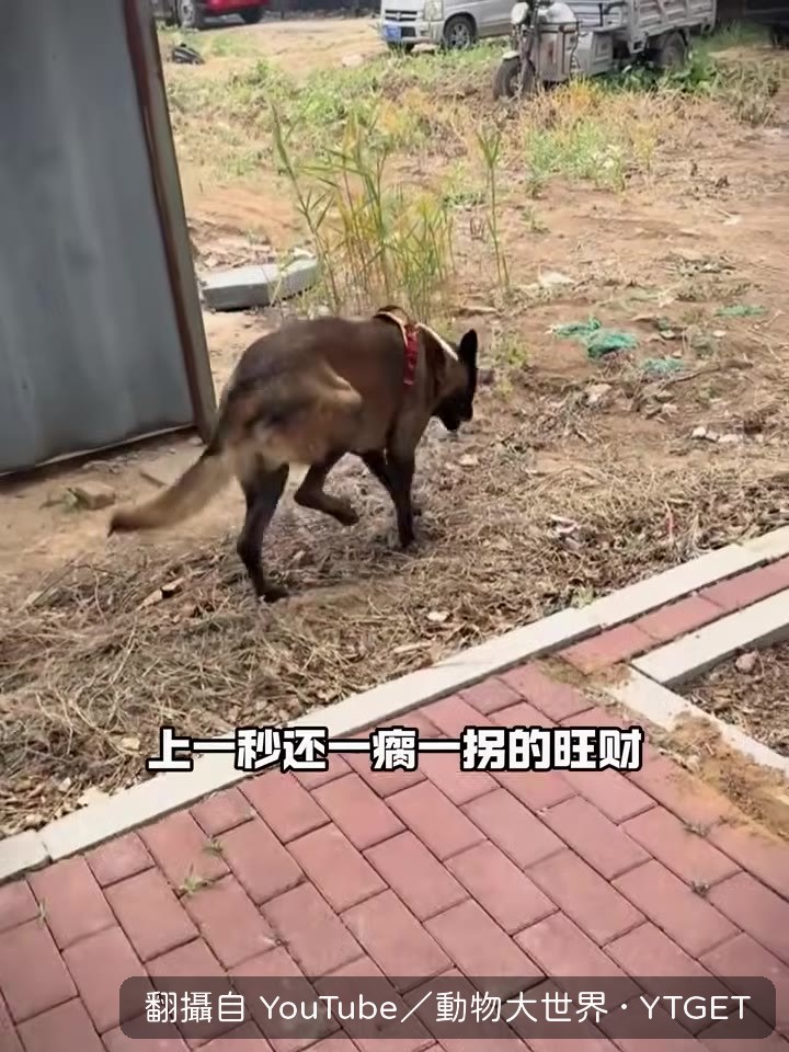 狗子瞬間不瘸,飛奔起來