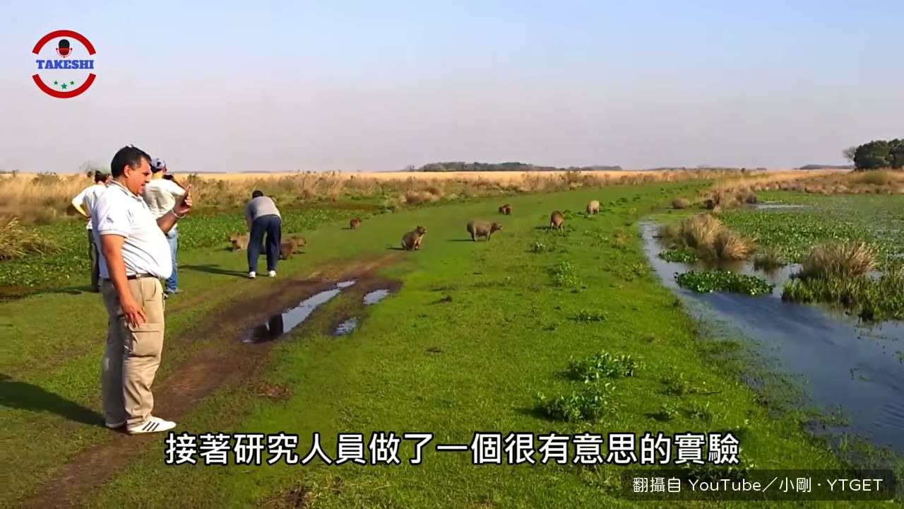 研究人員對水豚播放美洲豹叫聲