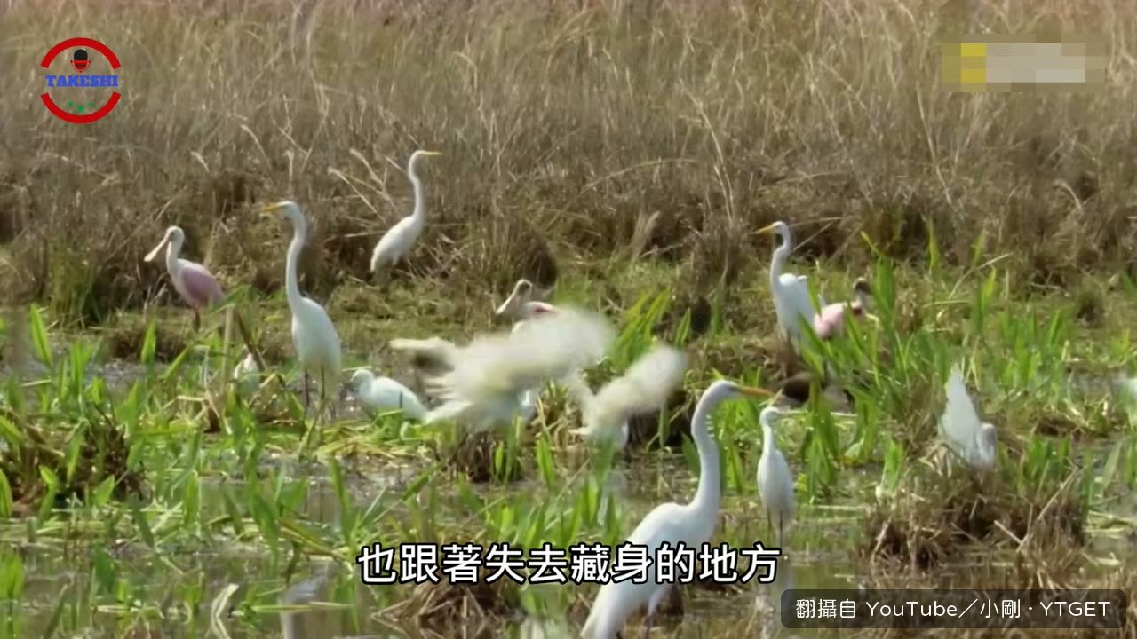 水豚啃食後變得單調的濕地植被