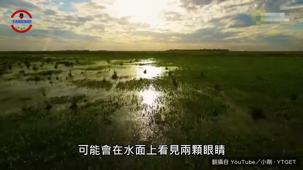 水面上只露出兩顆眼睛的凱門鱷