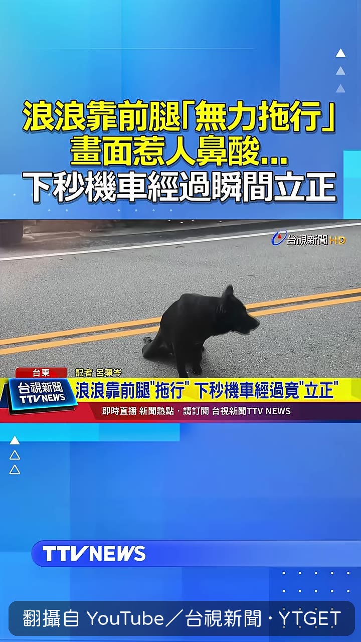 機車一經過狗狗立刻站起來