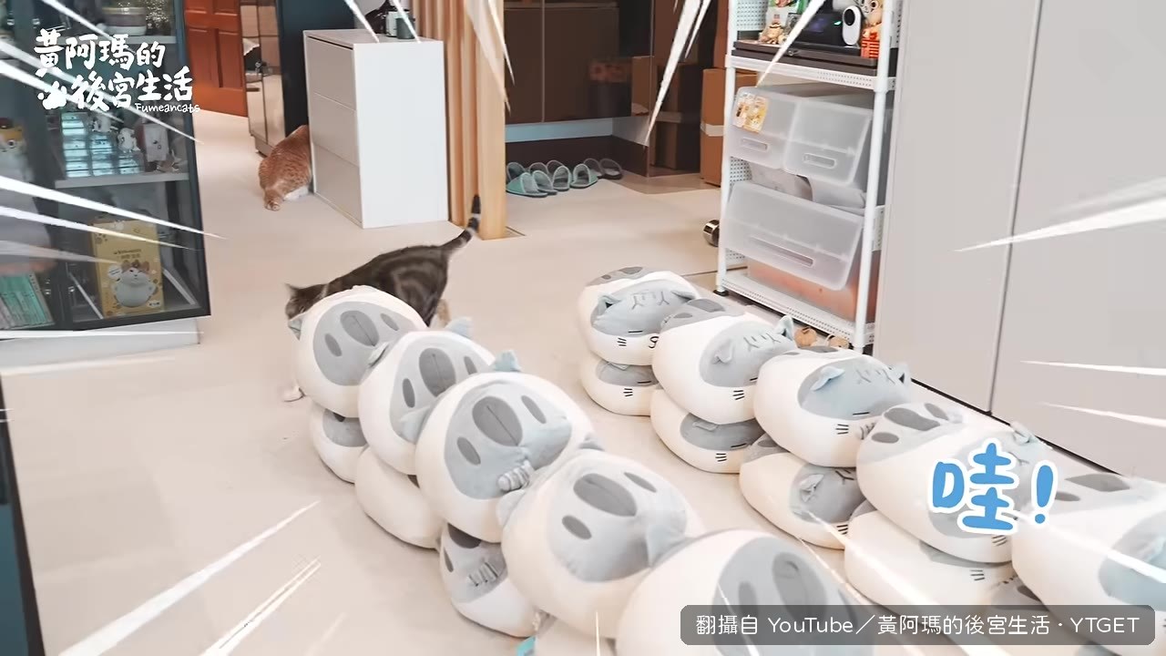 柚子對貓草反應超快