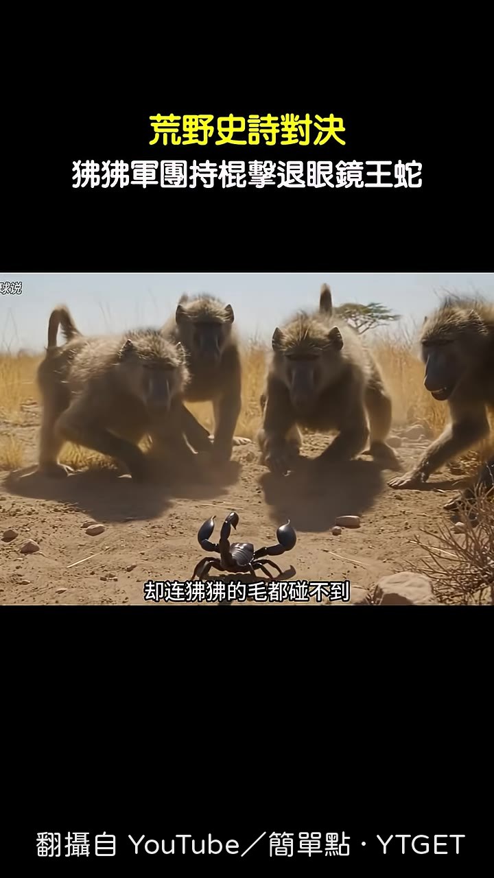 蠍子被騷擾到精疲力盡