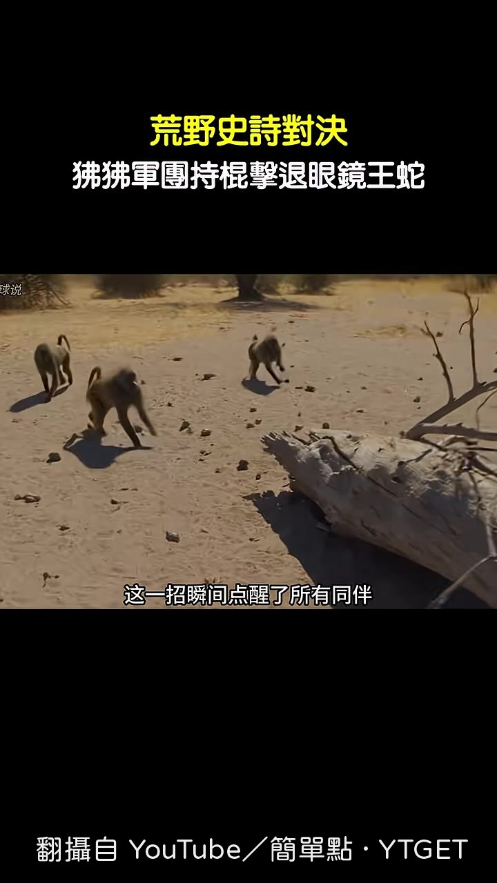 狒狒集體折樹枝當武器