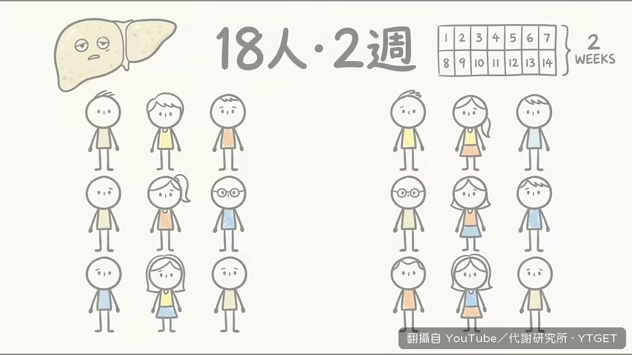 兩組人吃兩週，肝臟脂肪差了一倍