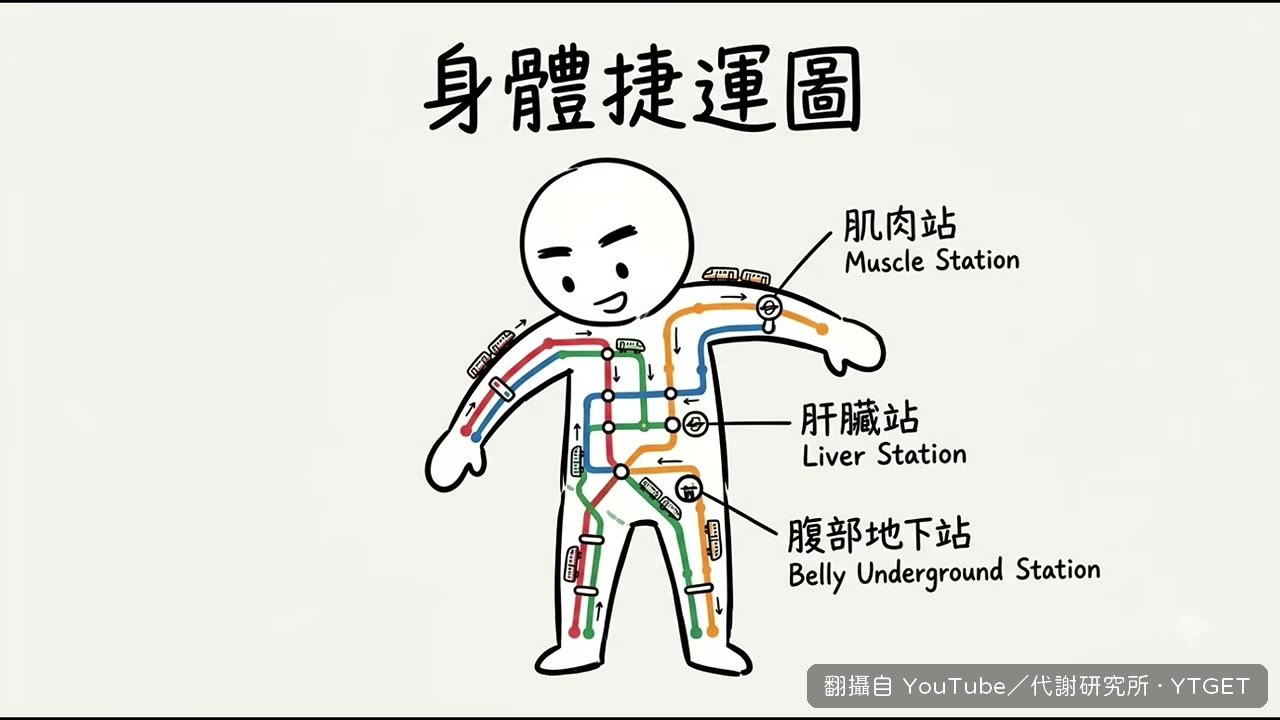 把身體想成捷運，白飯是加班車
