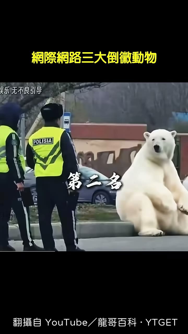 白化棕熊被當成北極熊