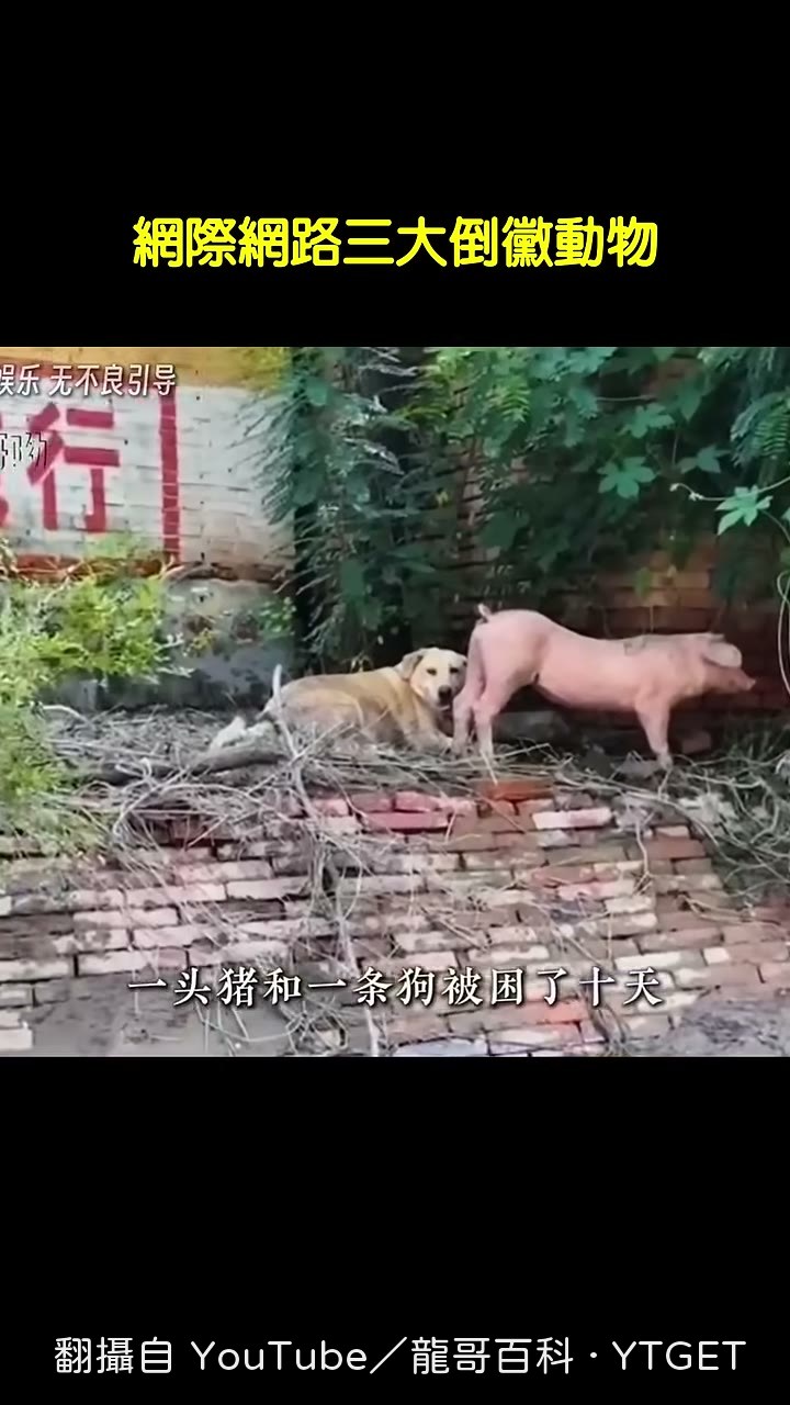 豬瘦成狗,狗胖成豬