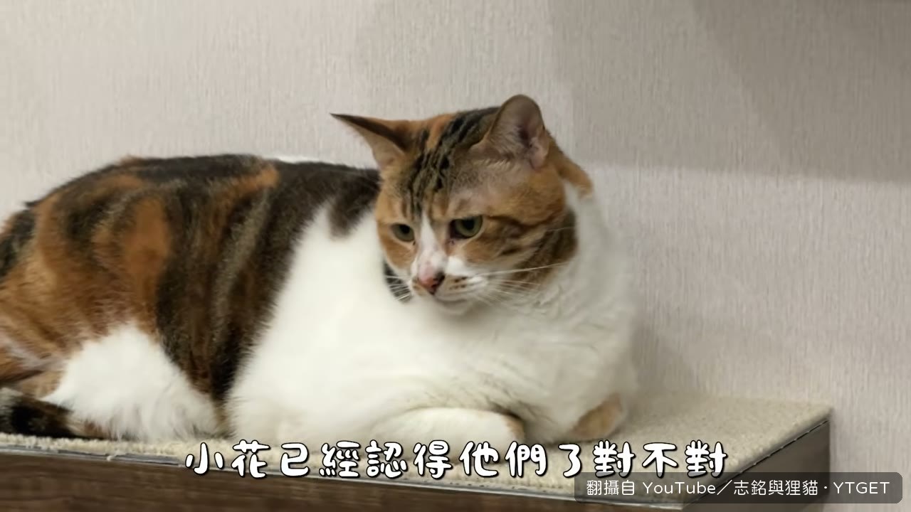 小花看著呆呆歪頭