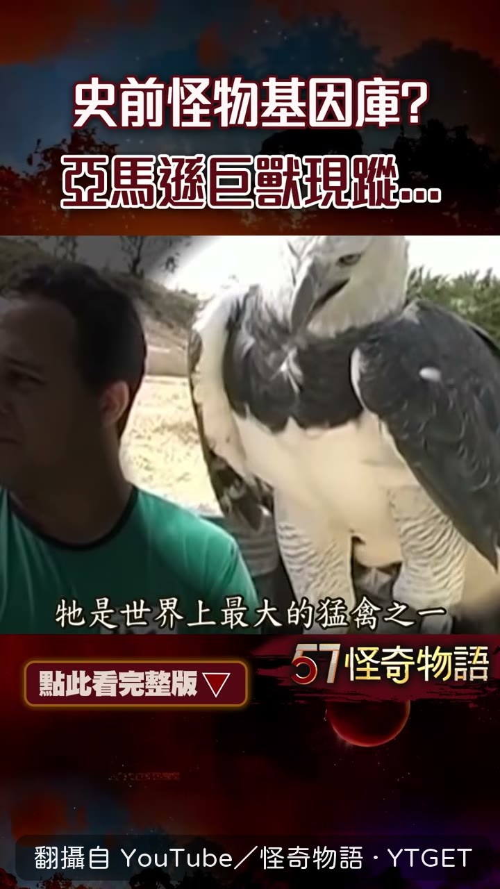 角雕翼展2.3米是最大猛禽