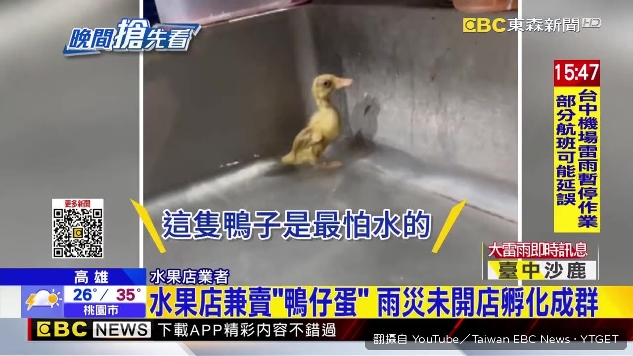 小鴨怕水拼命想跳出水槽