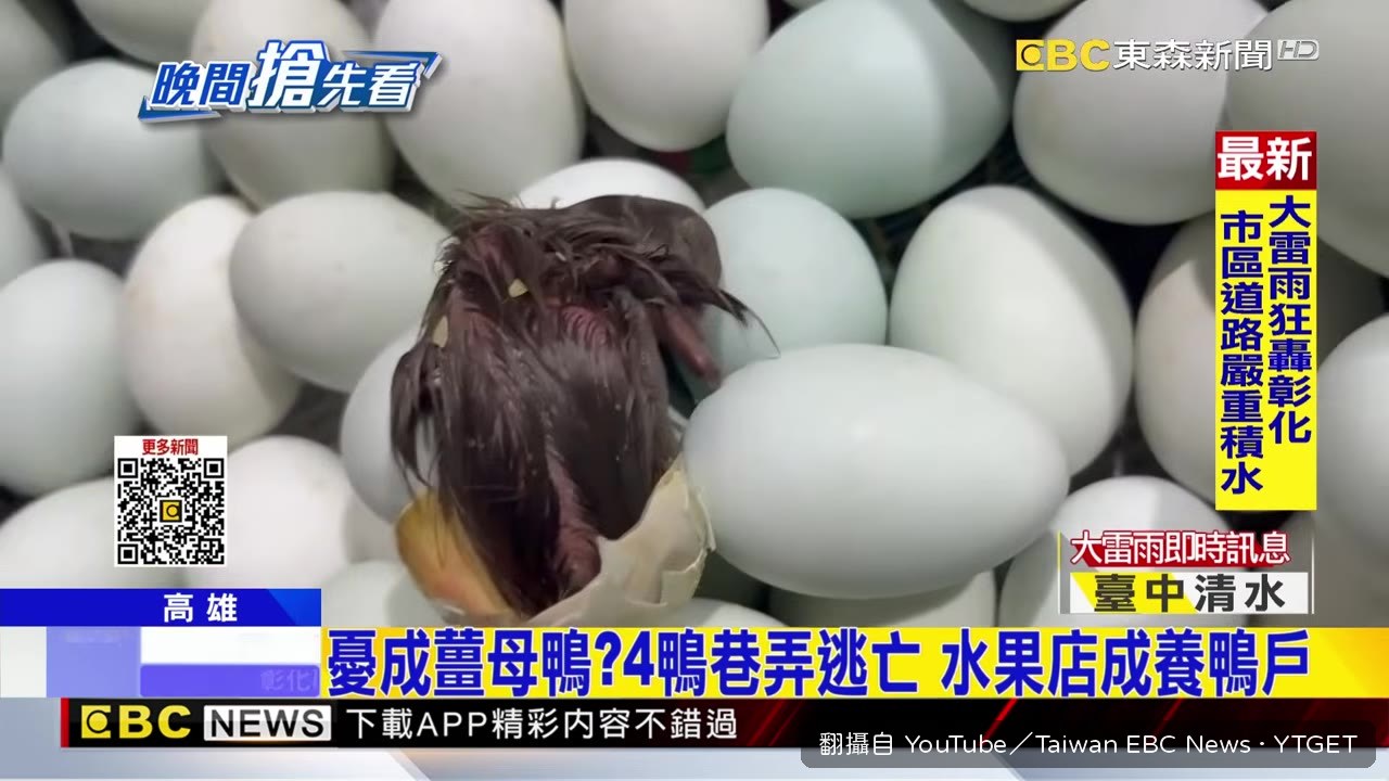 開店瞬間被鴨子包圍