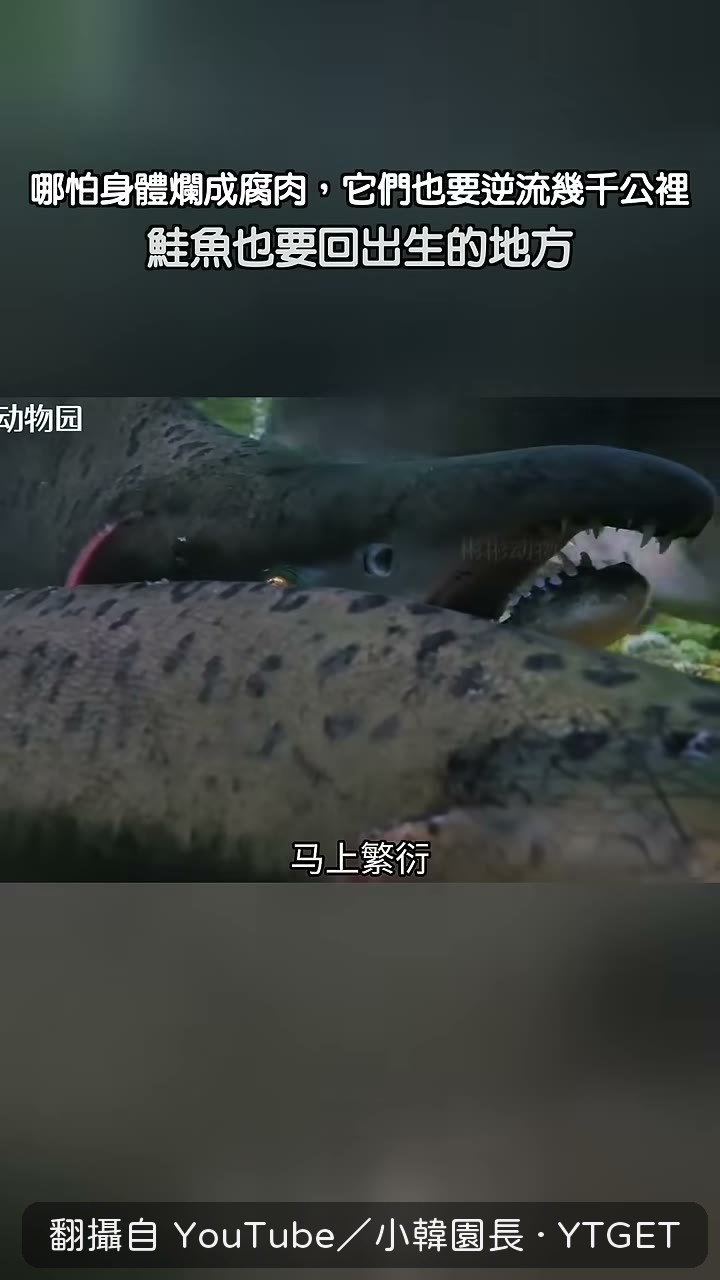 用尾巴在礫石裡挖坑產卵