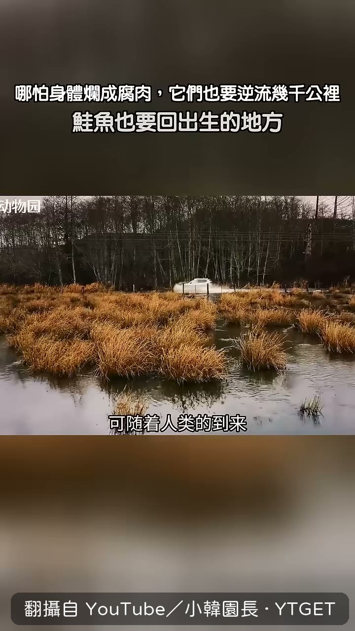 河流變公路,鮭魚得趁漲水衝過去