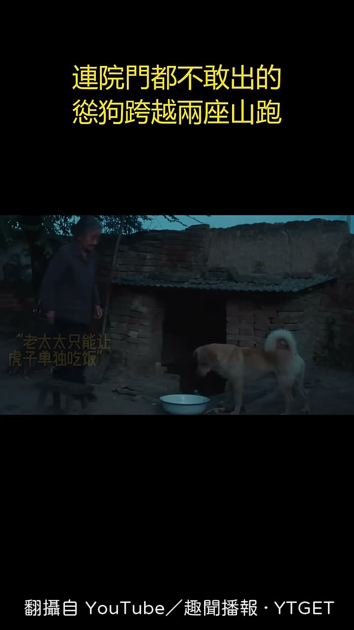 新主人決定叫牠老虎