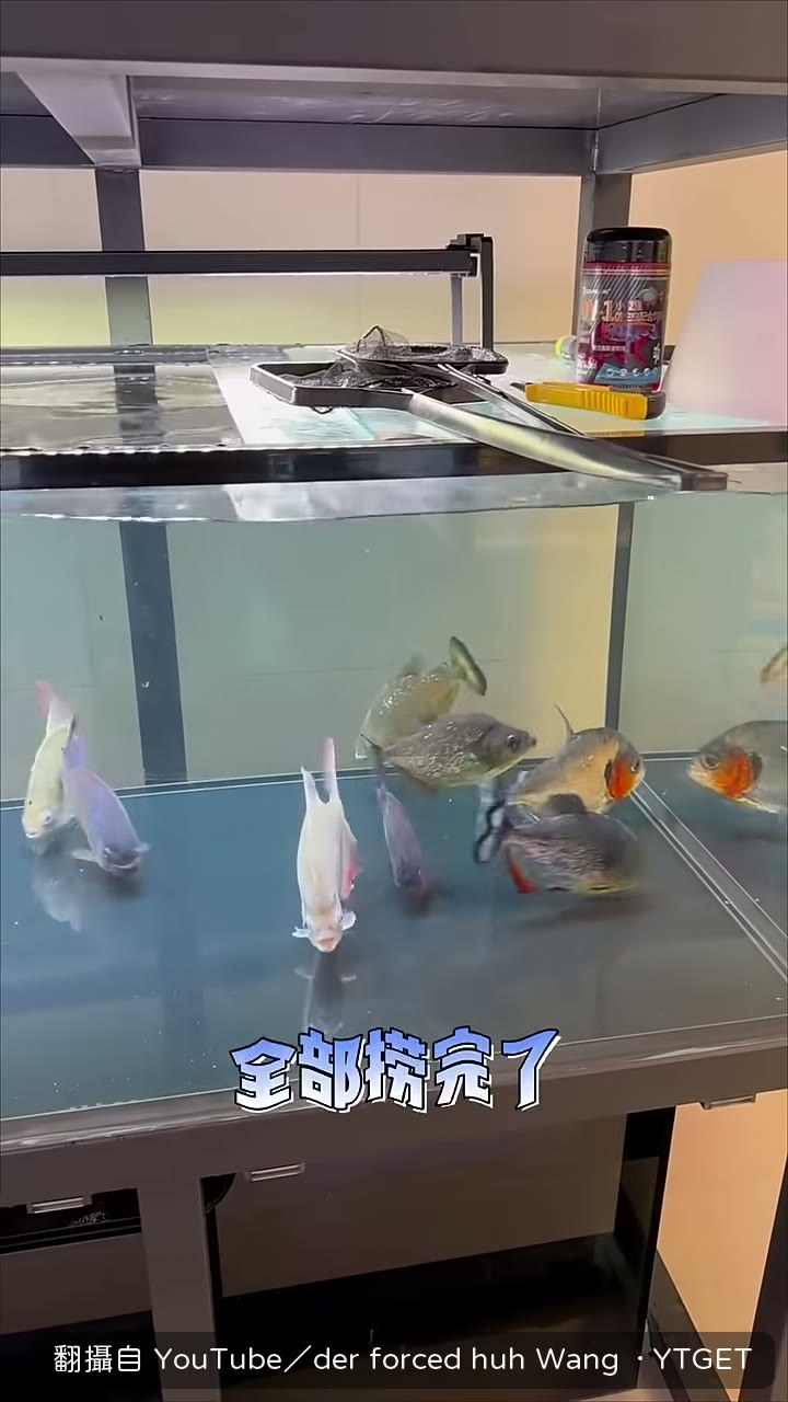 食人魚入缸後暫時相安無事