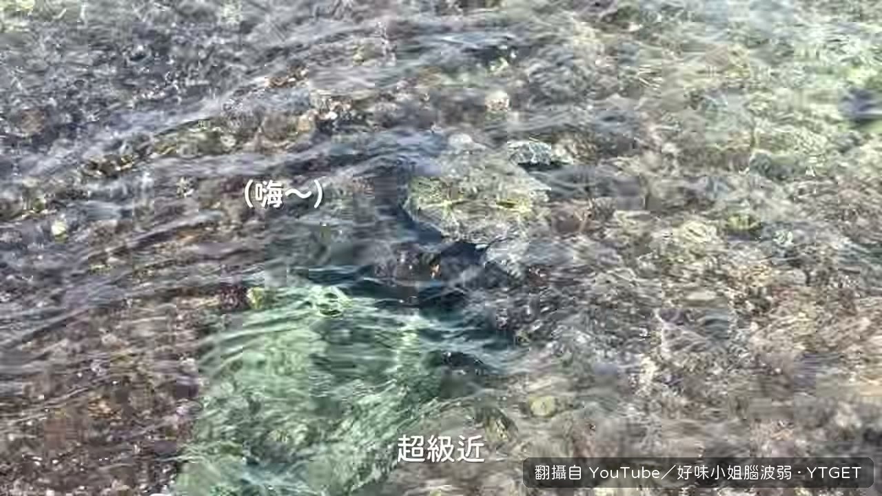 海龜近到就在岸邊