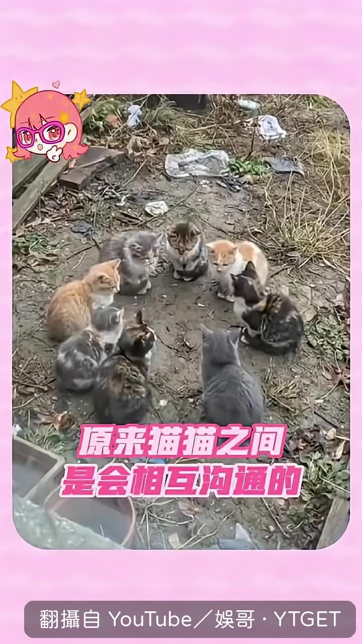 貓貓之間會互相溝通?