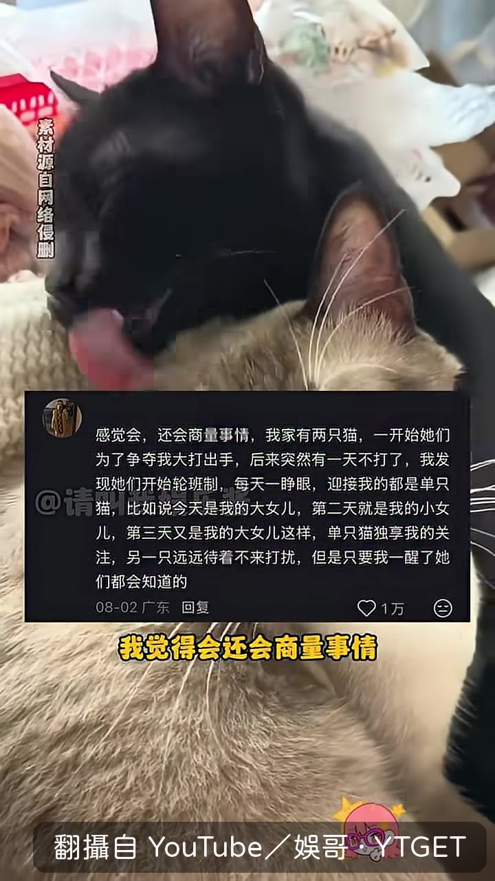 兩隻貓輪班制爭寵