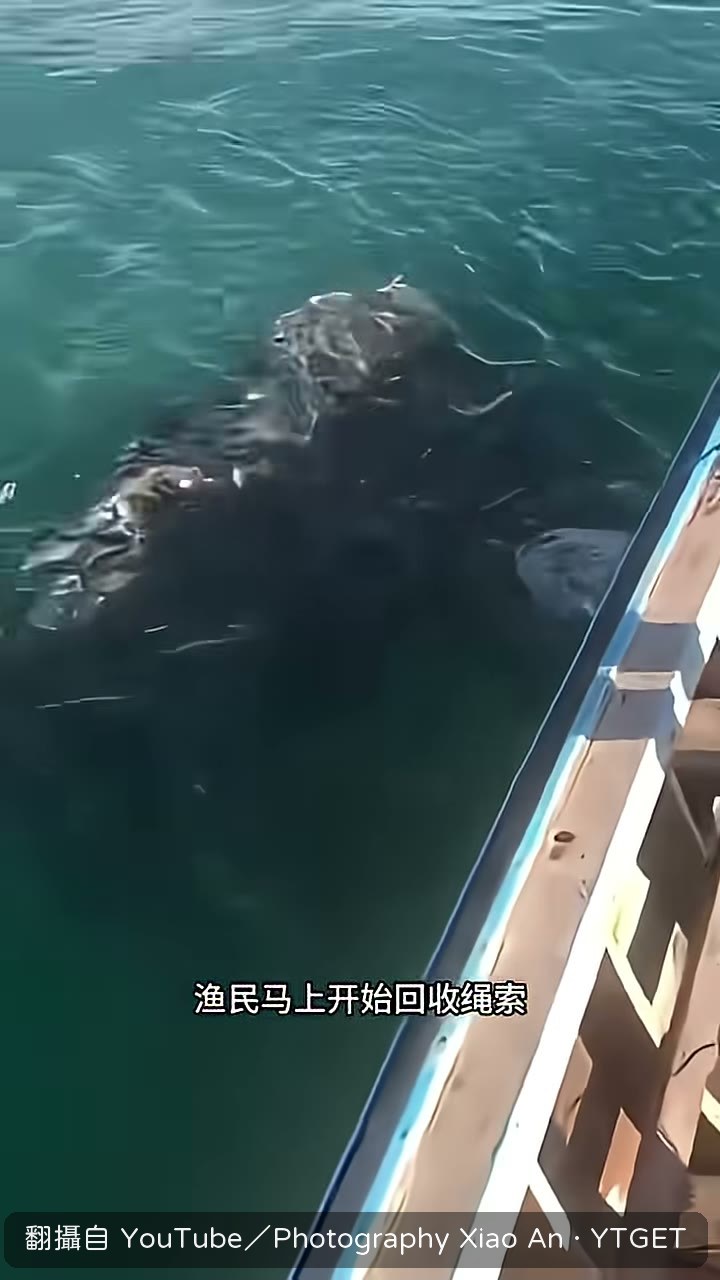 漁民拼命拖拽裝滿魚的網