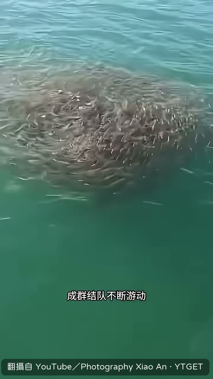 沙丁魚群盤旋成巨大漩渦