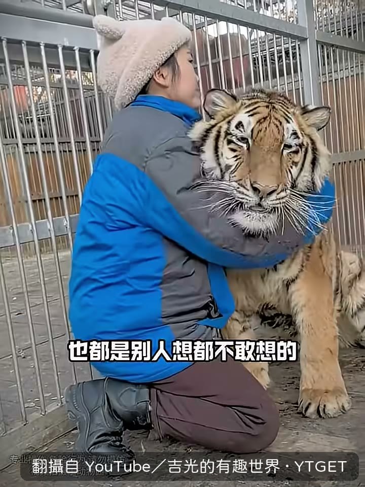 娜娜姐把手伸進虎籠暖手