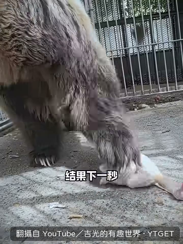 棕熊叼起雞肉全程不敢背對她