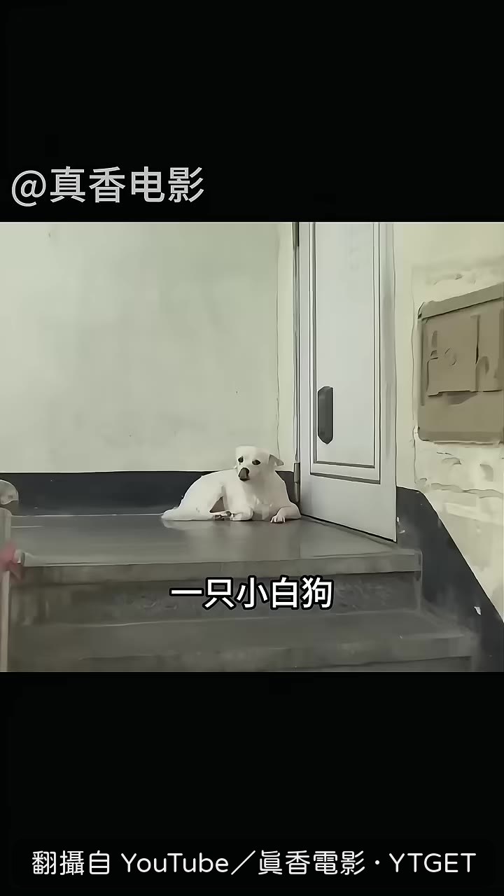 小白狗趴在住家門口痴痴等待