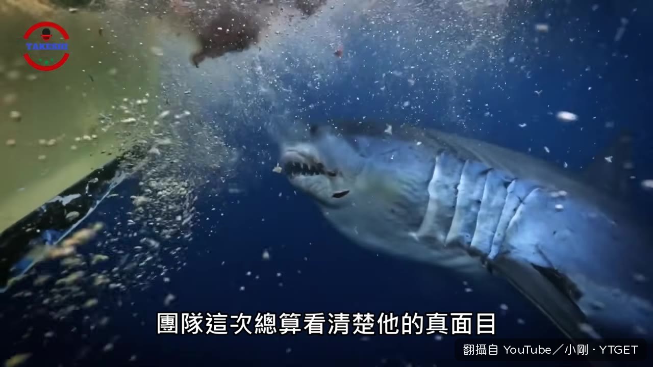 3.6公尺的灰鯖鯊現身