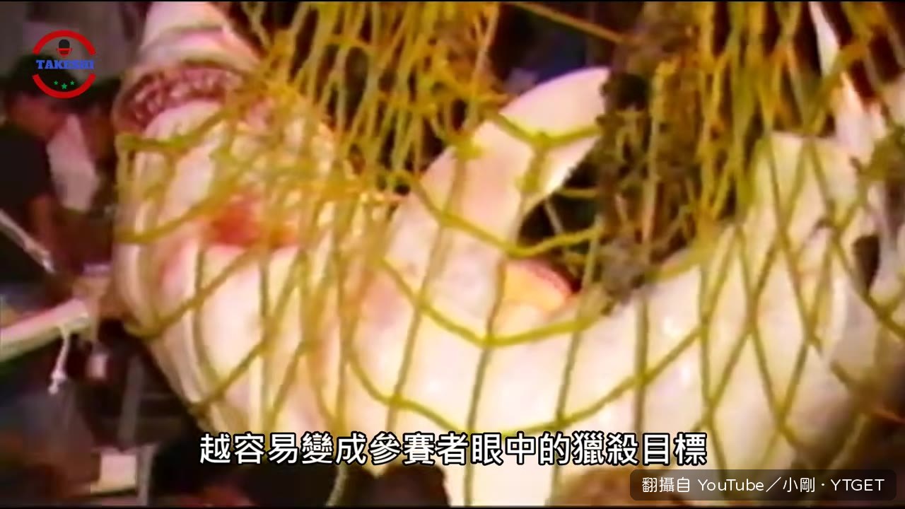捕鯊比賽讓大型鯊魚被獵殺殆盡