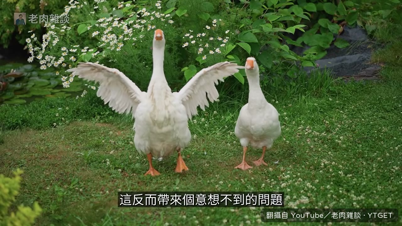 鵝絨太保暖，反而讓脫毛變成大麻煩