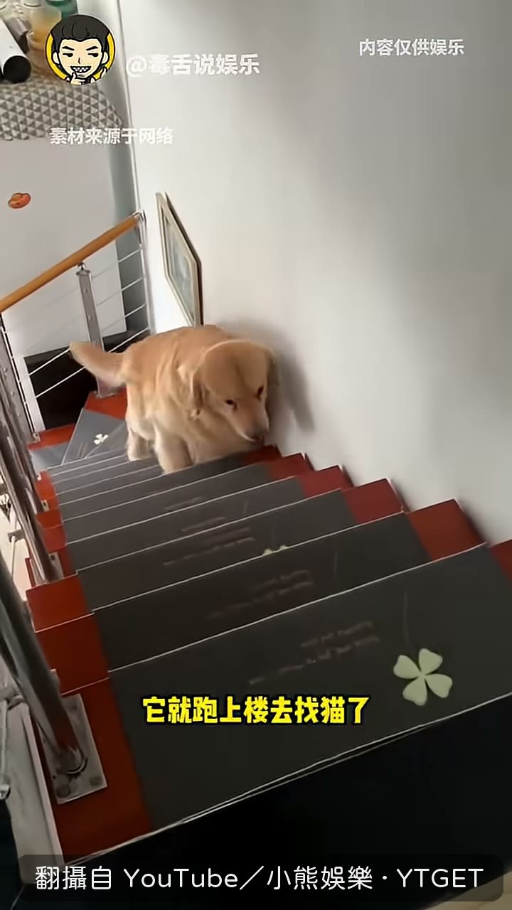 貓從樓上衝下來教訓柯基