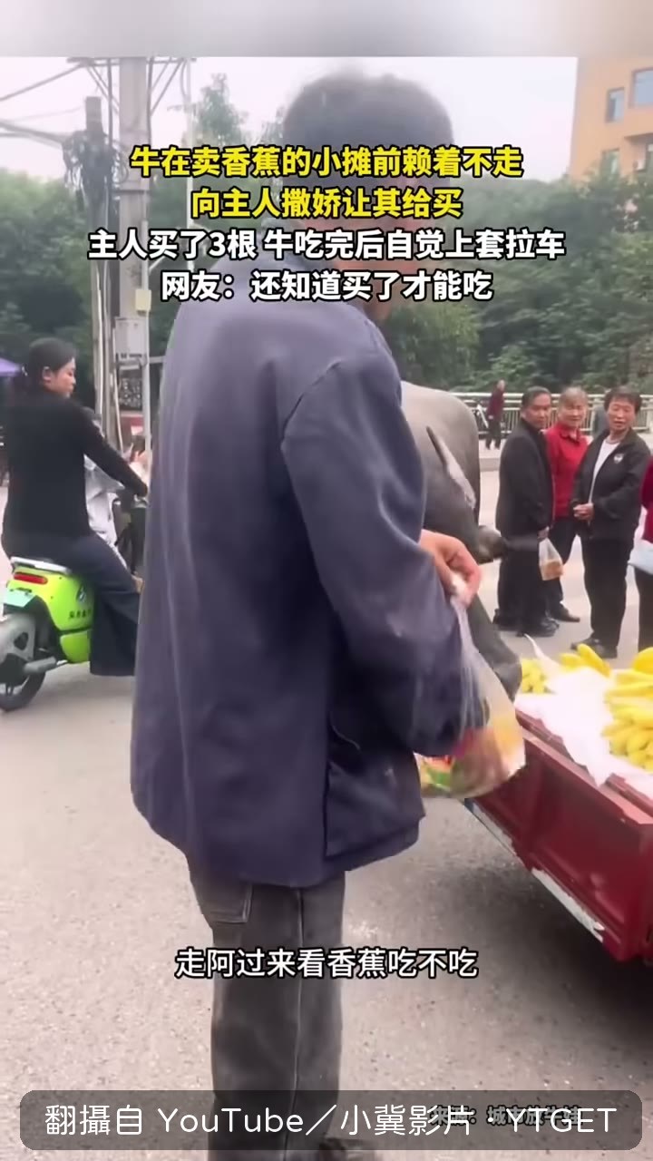 牛在香蕉攤前賴著不走