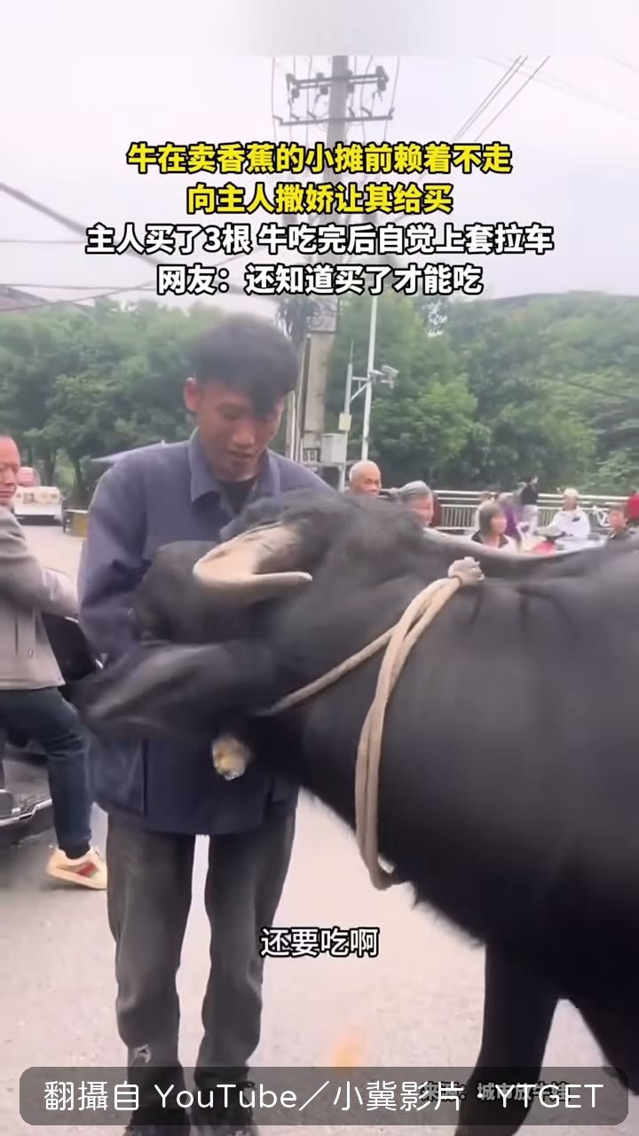 主人邊唸吃太多邊把香蕉遞過去