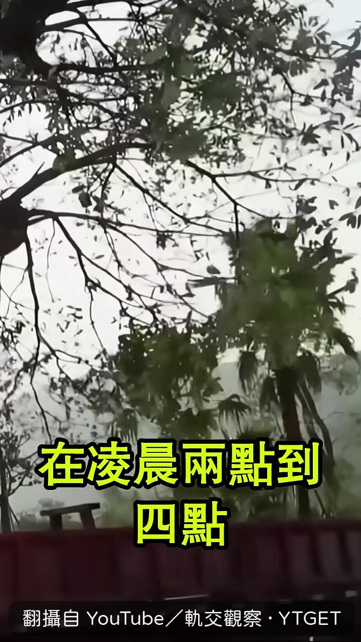 工人趁凌晨濃霧拖運大樹移位
