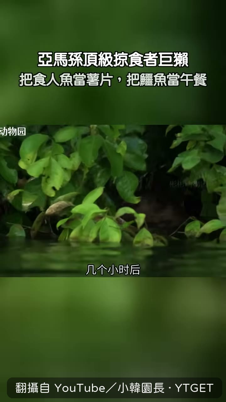凱門鱷被咬死成午餐